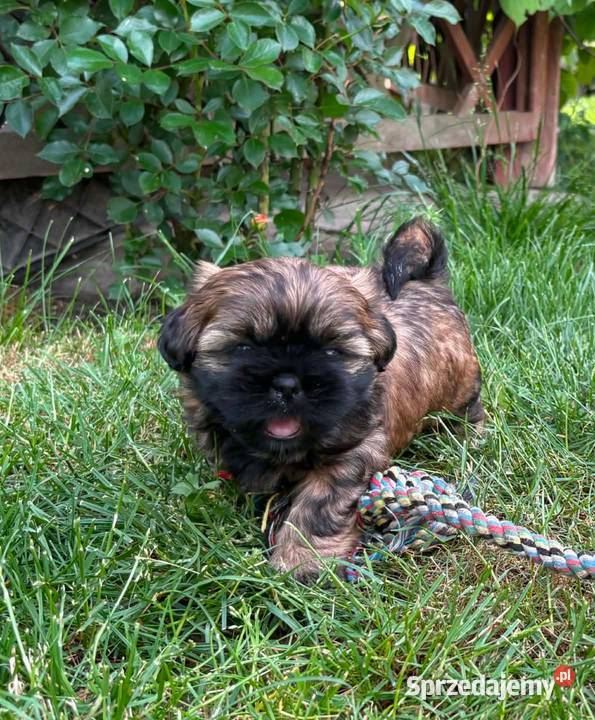Złoty Shih tzu z rodowodem łódzkie Wróblew