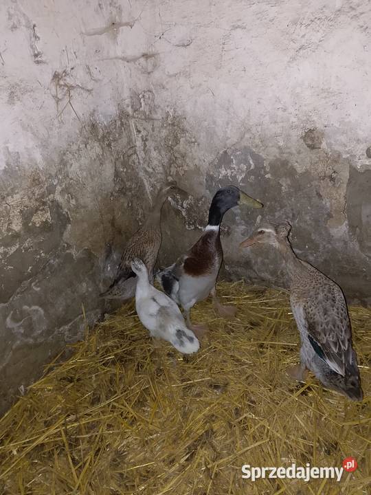 Kaczki biegusy indyjskie Dębica