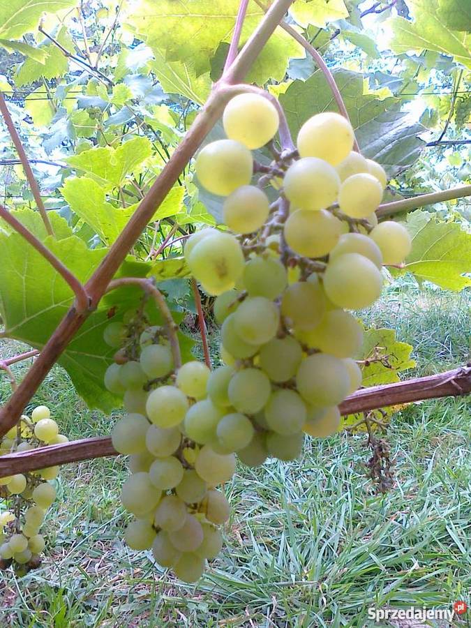 Sadzonki winorośli winogrona deserowe na wino z podkarpackie Jasło sprzedam