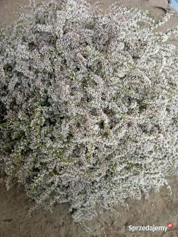 statica zatrwian tatarski 2025 Pozostałe