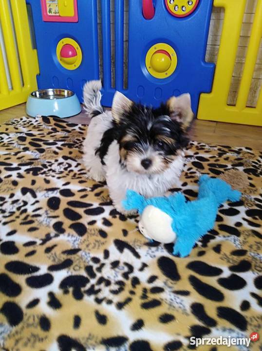 York Biewer Sliczna suczka 11 tygGotowa do Gdańsk