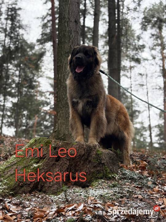 Leonberger suczki Championach FCI Andrychów sprzedam