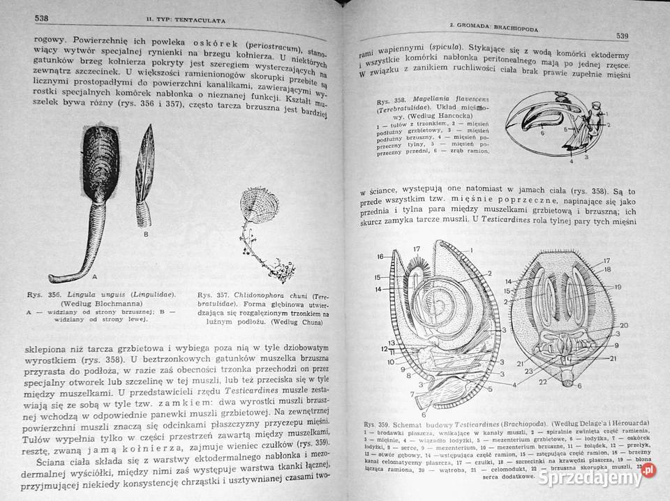 Zoologia Bezkręgowce Tom 12 Eugeniusz Grabda Pozostałe Chełm