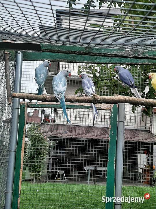 Aleksandretty obrożne różne mutacje