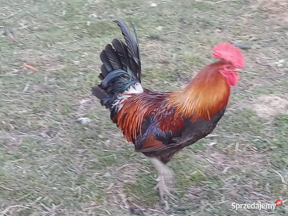Kogut zielononóżki Giżycko