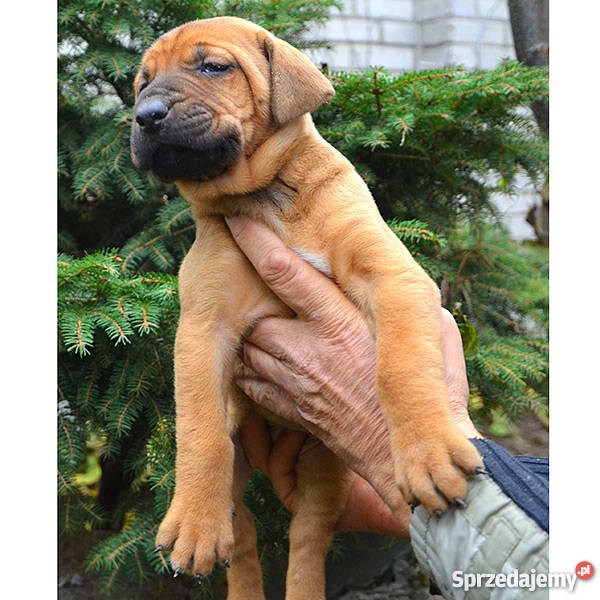 szczeniakiTosa Inu DOLINA ROSY Stoczek Łukowski