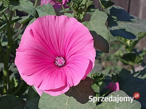 Kwiat Ślazówka z Różowa Nasiona kolekcjonerskie Dom i Ogród Nowy Sącz sprzedam