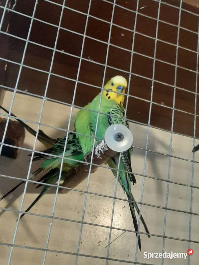 Papugi faliste Skała