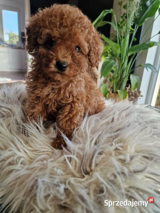 Pudel toy chlopczyk badania genetyczne Nowy Sącz