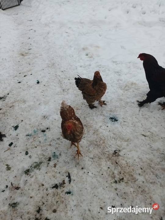 Koguty i kury Brahma Turobin