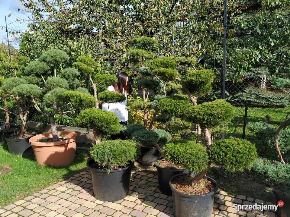 Drzewa i Krzewy Formowane bonsai szkółka Ustroń sprzedam