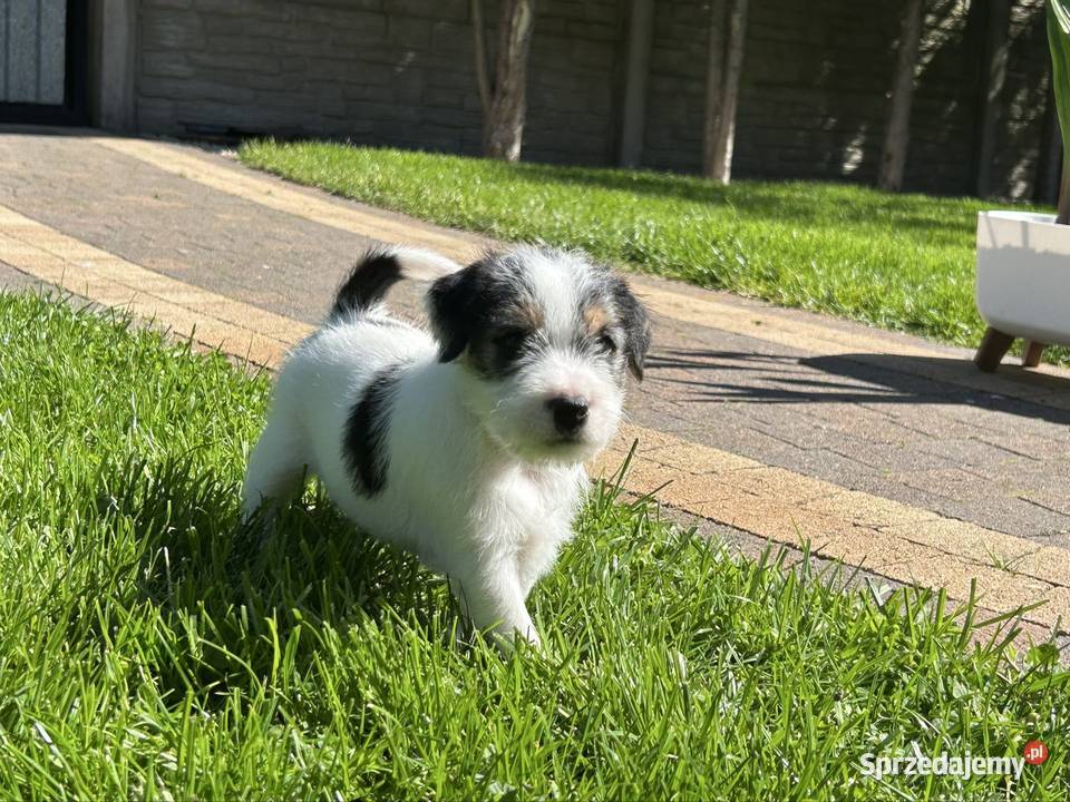 Parson Russell Terrier szczenięta Gostyń