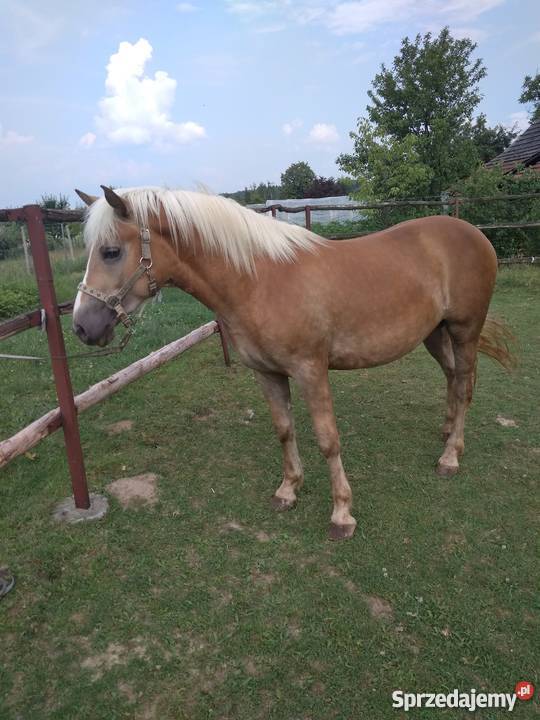 Haflinger małopolskie Osiek