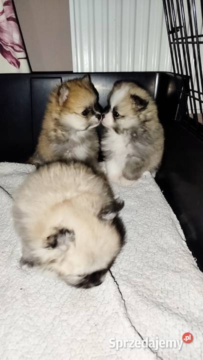 Szpic miniaturowy kujawsko-pomorskie