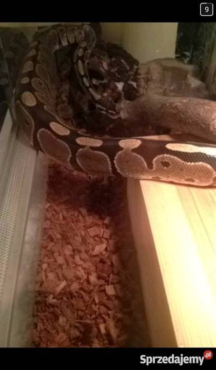 Pyton Królewski Python Regius Classic Warszawa