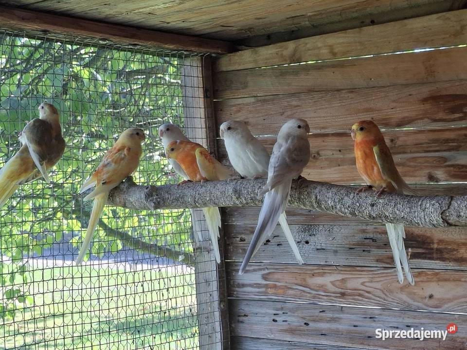 Świergotki śląskie Czyżowice