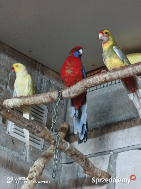 Aleksandretty dorosłe Sępólno Krajeńskie