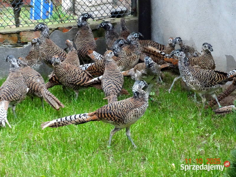 Sprzedam Bażanty Diamentowe Bażant z 2025 Samce Gostyń