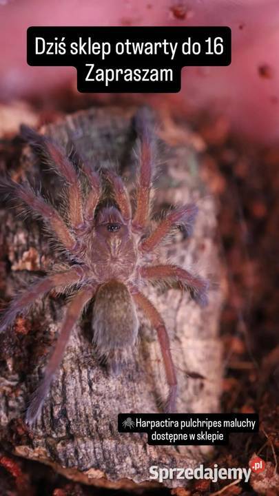 Harpactira pulchripes L4 piękny pająk warmińsko-mazurskie Olsztyn