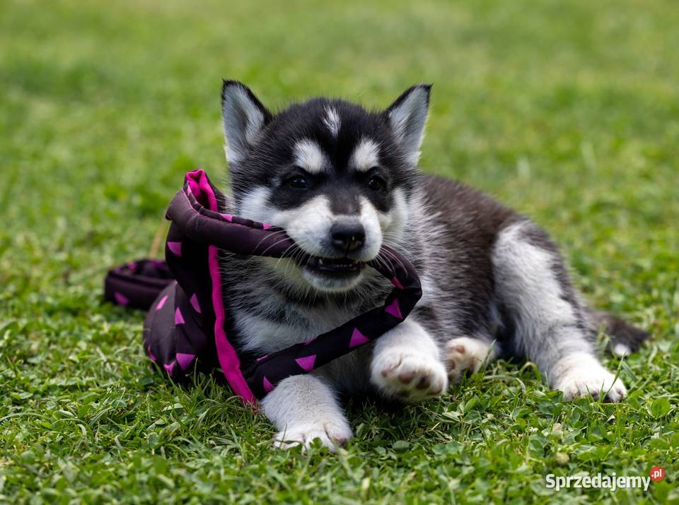 Piesek Siberian Husky szczeniak