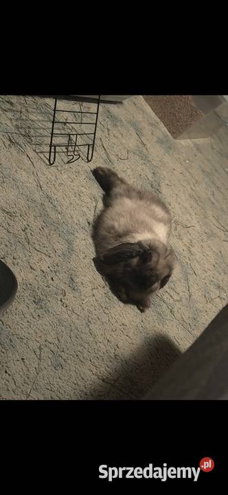 Królik mini lop Września