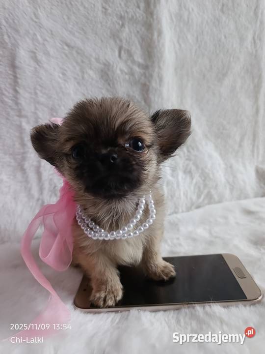 Chihuahua dziewczynka suczka XS dlugowlosa