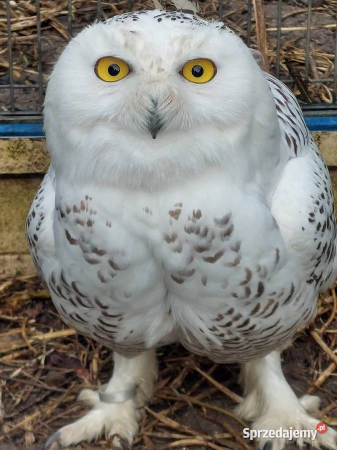Sowy śnieżne Grodzisk Wielkopolski