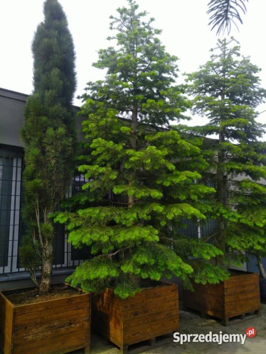 Jodła kalifornijska 5m w donicy drewnianej łódzkie Skierniewice sprzedam