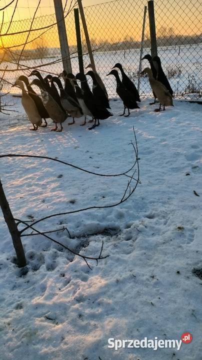 Kaczki i kaczory biegusy Szczurowa