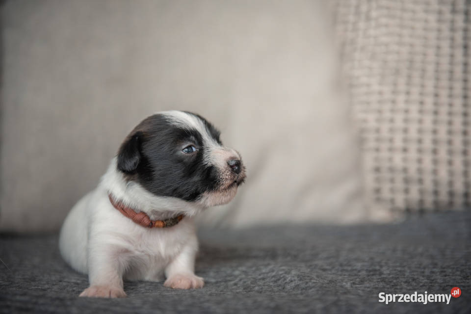 Szczenięta Jack Russell Terrier ZKwP czarnobiałe Kutno sprzedam