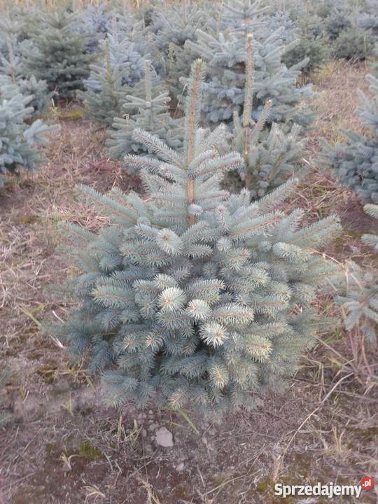 Świerk srebrny kaibab Świerk serbski omorica Sierpc