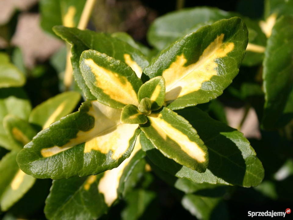 Trzmielina sunspot na pniu szczepiona Kłodawa sprzedam
