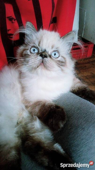 Sprzedam kocurka perskiego himalajskiego