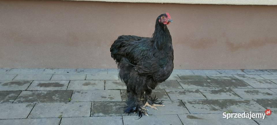 Sprzedam koguty młode Drób i ptactwo Tokarówka