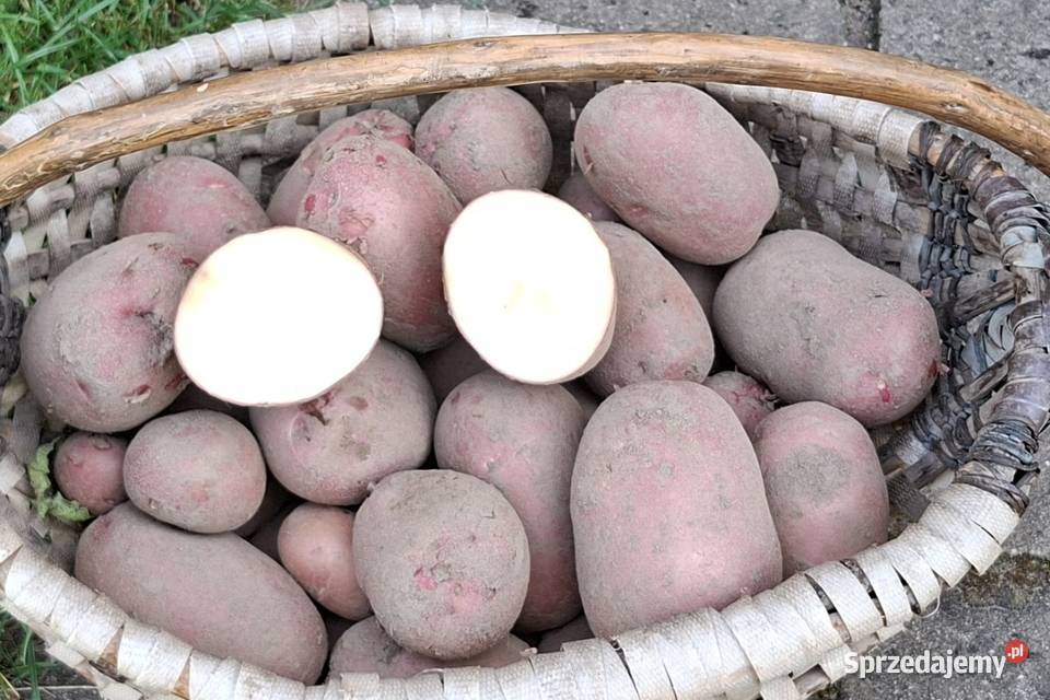 Ziemniaki odmiana Ricarda i Irga