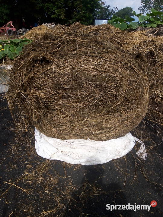 Sianokiszonka z lucerny Bądkowo sprzedam