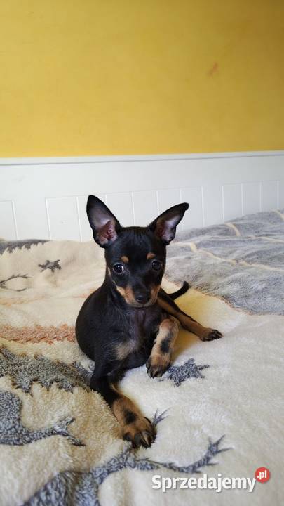 Szczenięta Toy Terrier Piotrków Trybunalski sprzedam