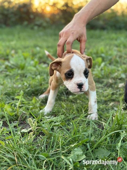 Suczka rasy bokser szczeniak mazowieckie Cieszkowo Nowe