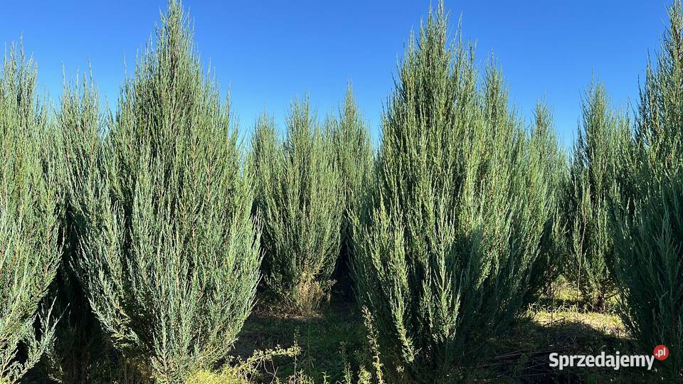 Jałowiec 180200 sadzenie transport Warszawa