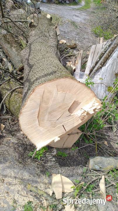 Jesion Drewno konstrukcyjne Horodyszcze sprzedam