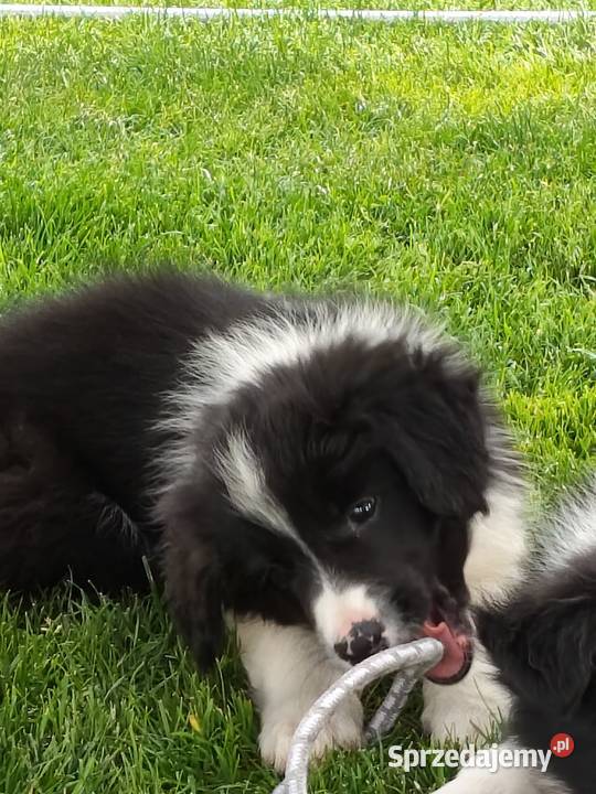Szczeniak Border Collie ZKwP FCI Psy Kolonowskie
