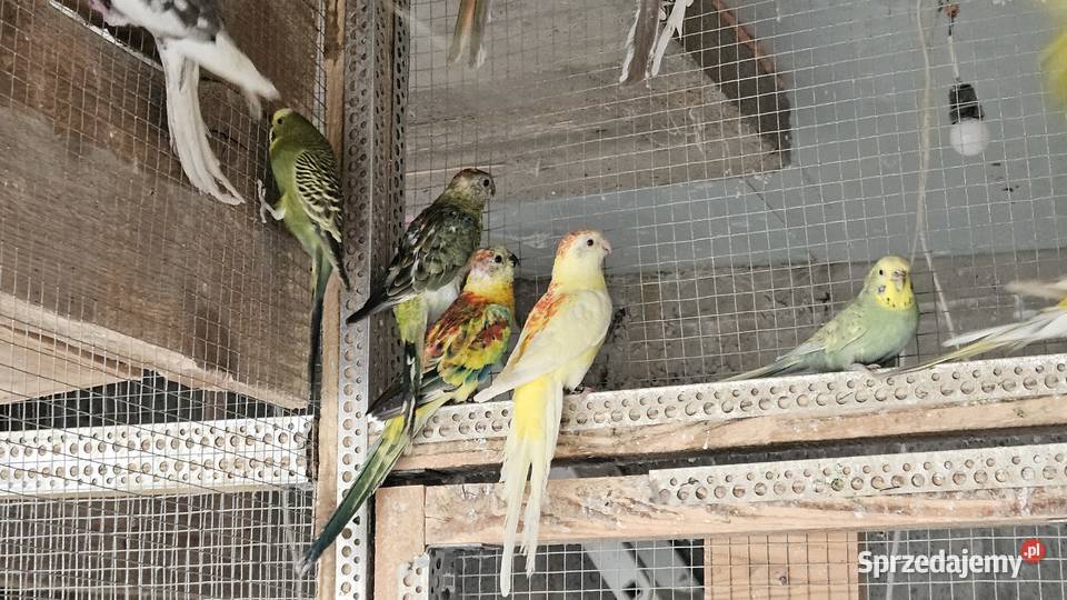 Rozelle świergotki nimfy faliste zeberki i inne Lubień