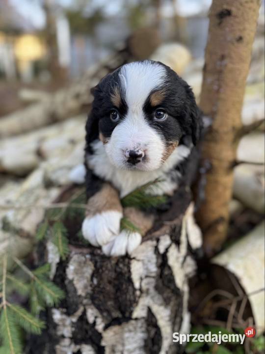 Śliczna sunia piesek Berneński pies pasterski z Kielce sprzedam