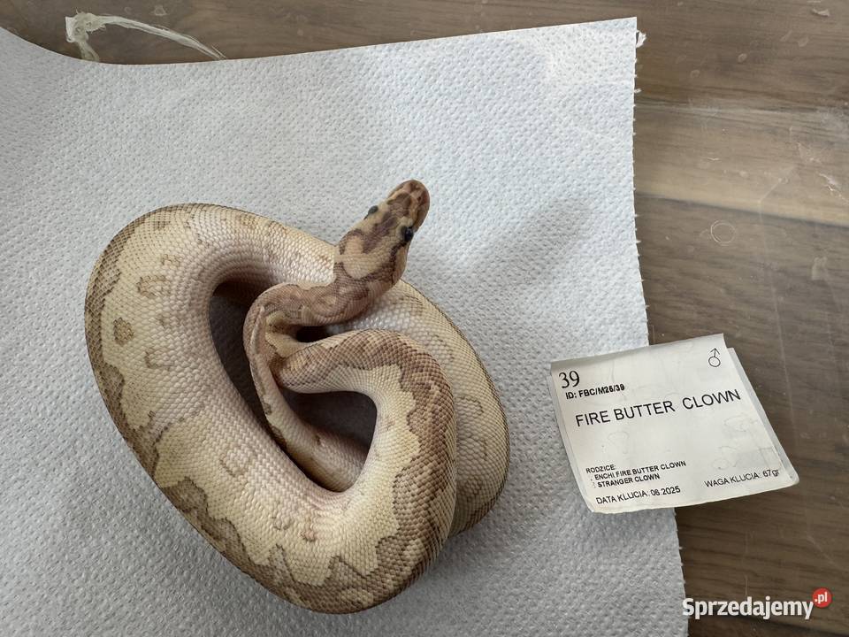 Python Regius królewski kolorki Gady i płazy Bydgoszcz sprzedam