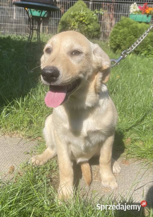 Labrador szczeniak śląskie Bielsko-Biała