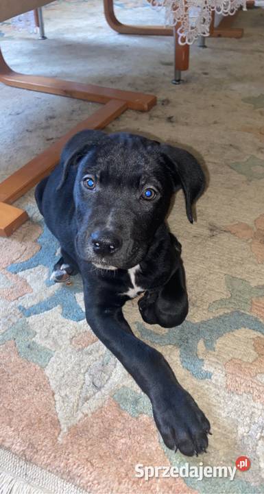 Oddam pieska Amstaff Snopków