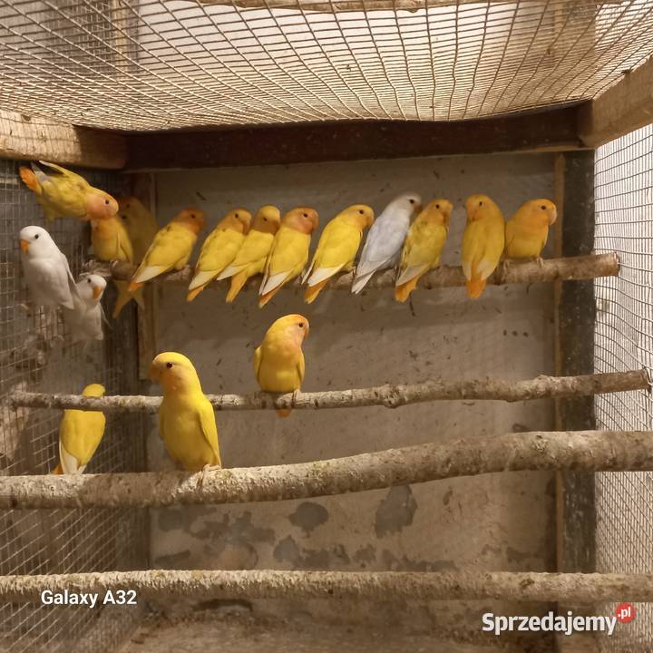 Nierozłączki czerwonoczelne 2025r Garwolin sprzedam