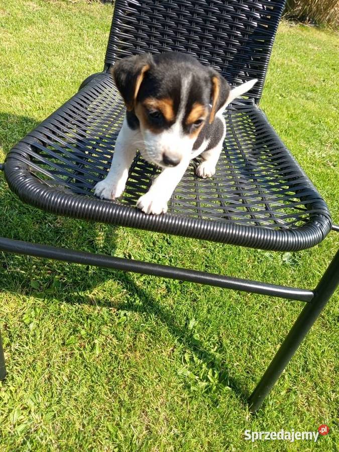 Jack Russell Terrier Jack Russell Terrier