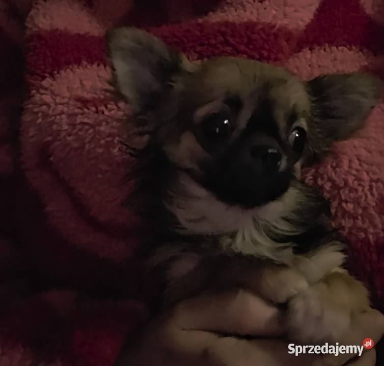 Chihuahua sunia długowłosa FCI Łódź sprzedam