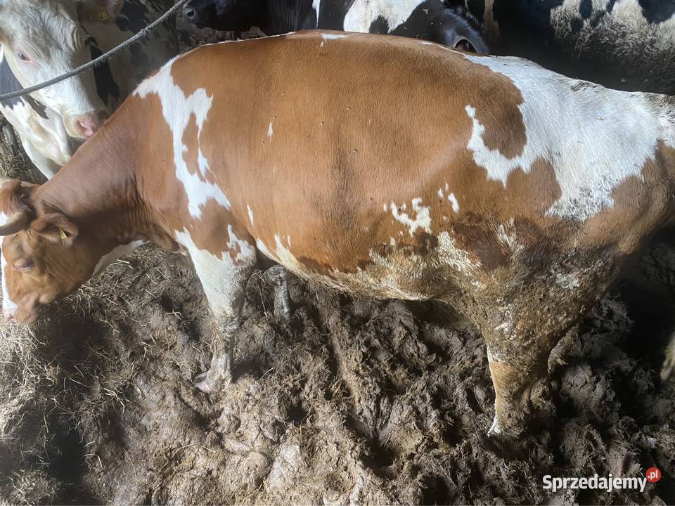 Jałówki cielne Wiele
